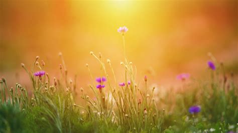 Latar Belakang Padang Rumput Bunga Liar Di Bawah Sinar Matahari Yang