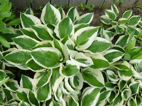 My All Time Favorite Whitegreen Variegated Hosta Patriothere In
