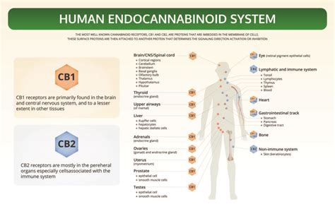 The Endocannabinoid System What It Is And How It Works Center For