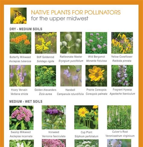 Native Flowers Illinois Shade Native Plant Lists Citizens For