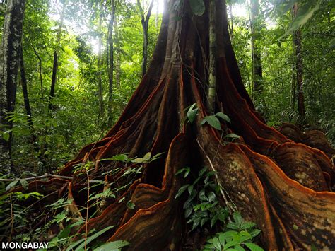 Rainforest Trees Names
