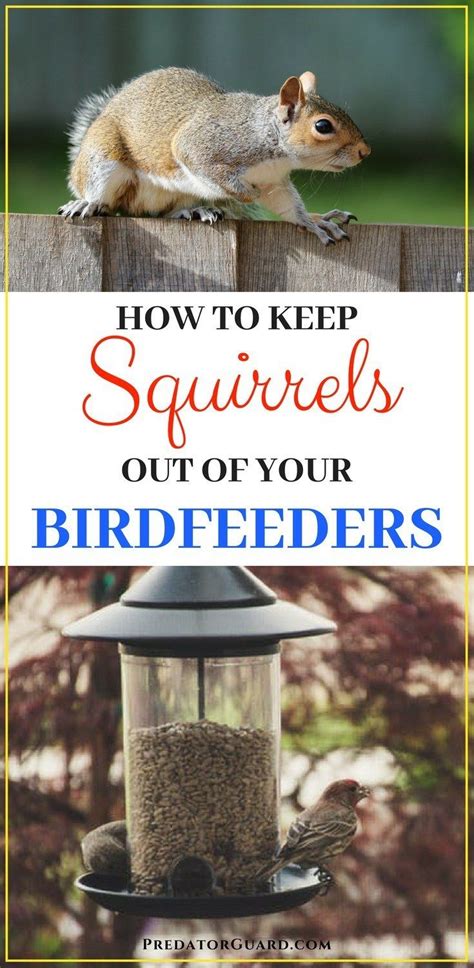 If possible, keep the garden away. How To Keep Squirrels Out of Bird Feeders - Predator Guard ...
