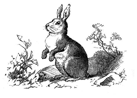 Vintage Clip Art Precious Bunny Engraving The Graphics