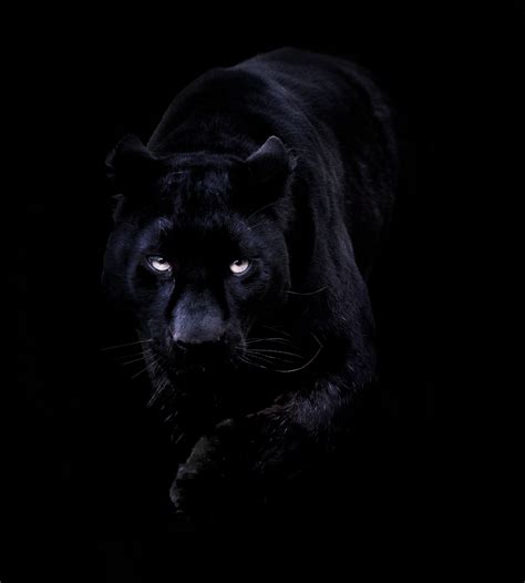 Black Jaguar Wallpaper Posted By John Sellers
