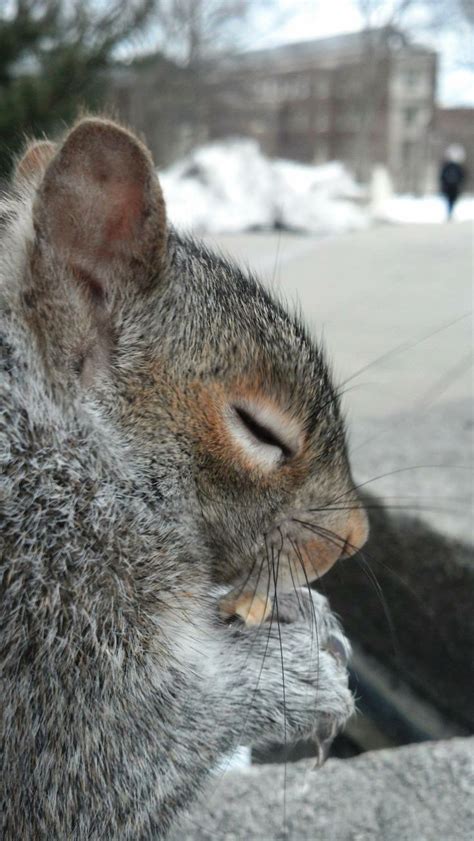46 Best Animals Chipmunks Images On Pinterest Squirrels