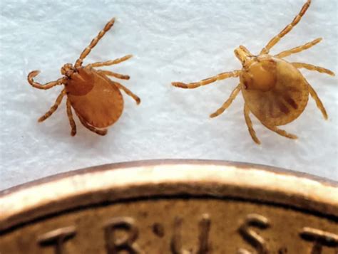 Asian Longhorned Tick Found On North Georgia Cow Panhandle Agriculture