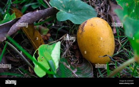 A Ripe Mango Falling From A Tree Enhances The Beauty Of Nature Stock