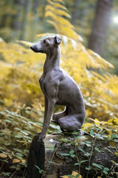 Italian Greyhound Grey Hound Dog Italian Greyhound Whippet Dog