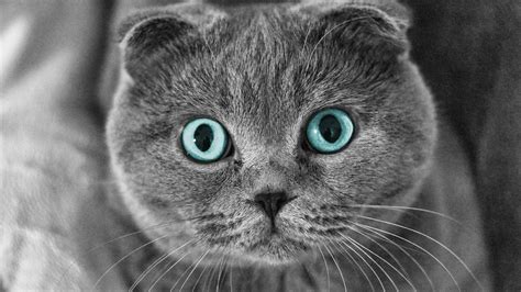 Scottish Fold Cat Blue Eyes Wallpaper Movies And Tv Series