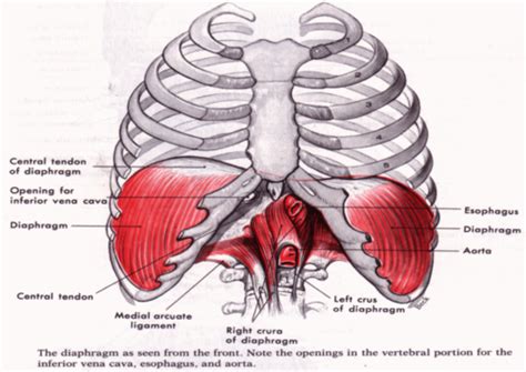 Check spelling or type a new query. Rib Cage Muscles And Tendons - Thoracic Wall And Breast ...