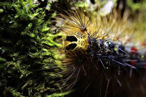 How To Identify Gypsy Moth Caterpillars With Photos Owlcation