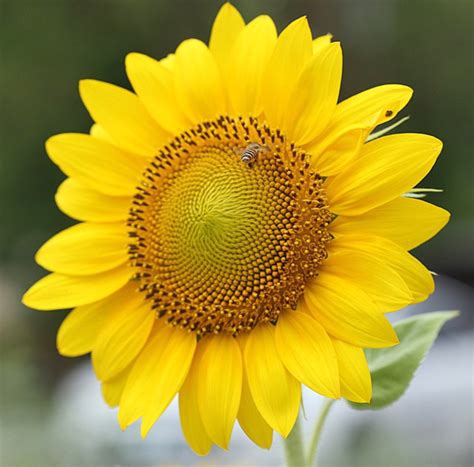 Pin by Andrea Slabaugh on love Love love Sunflowers | Sunflower pictures, Sunflowers and daisies ...