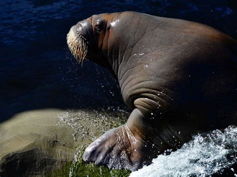 Researchers Are Asking For Volunteer Walrus Detectives To Spot