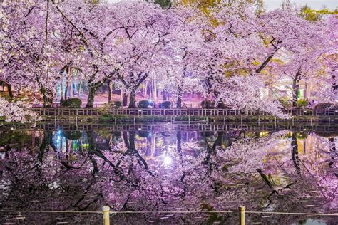 Inokashira Park Cherry Blossoms 2019 Japan Travel Guide Jw Web Magazine