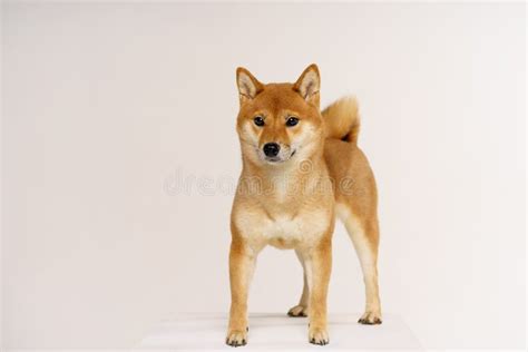 Purebred Akita Inu Puppy Sitting In Photo Atelier Stock Image Image