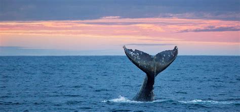 What is the largest animal? The Ultimate Guide to Seattle Gray Whale Watching