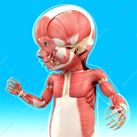 Babys Muscular System Artwork Stock Image F0087842 Science