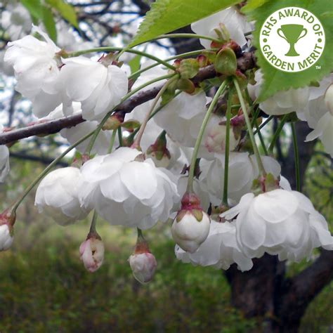Prunus Avium Plena Double Gean Tree Buy Cherry Blossom Trees