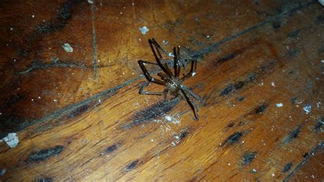 Male Kukulcania Hibernalis Southern House Spider In Mobile Alabama