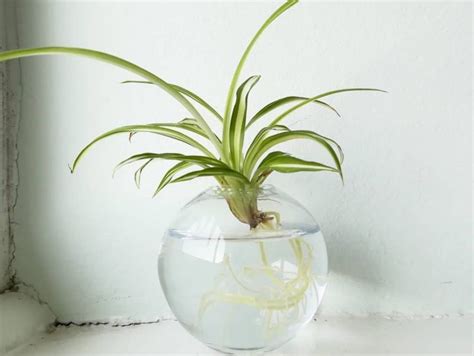 Plantas Que Puedes Tener En Agua Actitudfem