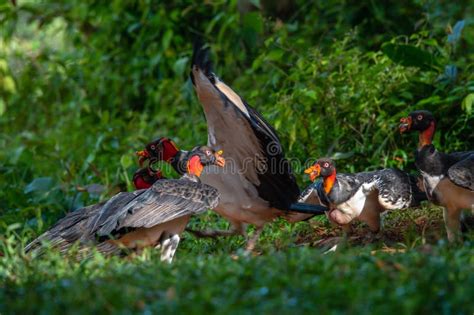 240 King Vulture Sarcoramphus Papa Large Bird Found Central South