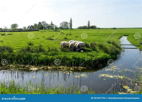 Netherlandswetlandsmaarken A Herd Of Sheep Standing On Top Of A Lush