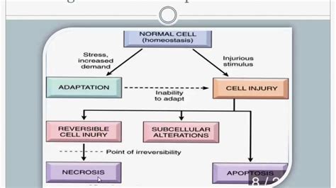 Pathology Introduction Cell Injury Hypertrophy And Hyperplasia