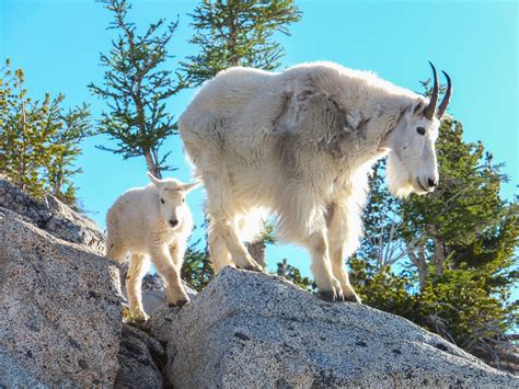 Conservation Currents A New Home For Our Goats The Mountain Goat