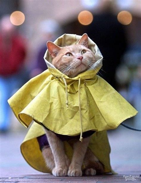 A Raincoat For Cats Raining Cats And Dogs Cute Animals Funny Animals