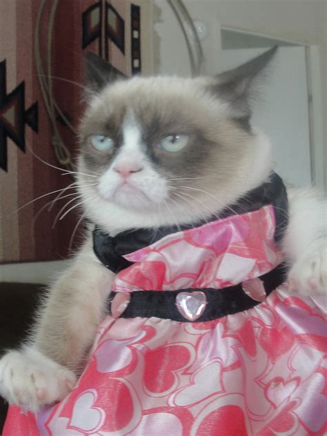 Even Grumpy Cat Dressed Up For Halloween Raww