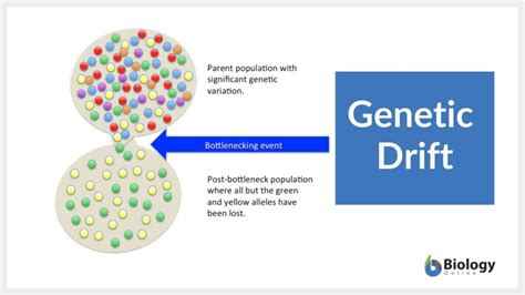 Genetic Drift Definition And Examples Biology Online Dictionary