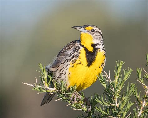 Western Meadowlark Audubon Field Guide