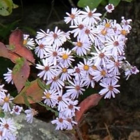 The new england wildflower mix provides a selection of native wildflowers and grasses to insure that a variety of species will survive in conditions from dry to moist. Native New England Plants in Our Woodland Garden | HubPages