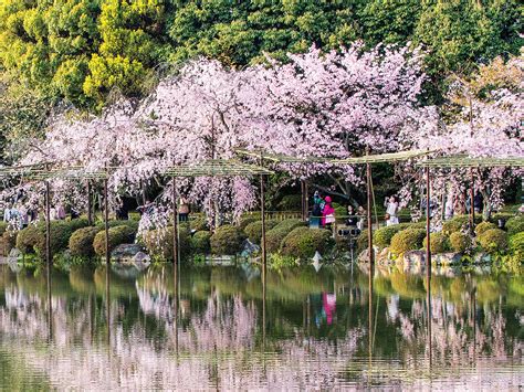 Why You Need To Experience Japans Cherry Blossom Season Travel Insider
