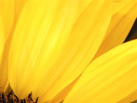 Yellow Flowers Wallpapers Wallpaper Cave