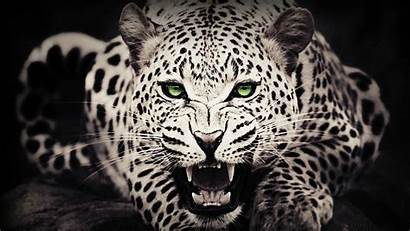 Leopard Snow Wallpapers 1080 1920 1600