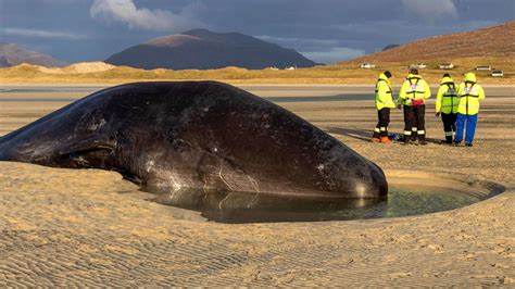 Sperm Whale Found Dead On Scotland Beach With 220 Pounds Of Trash In