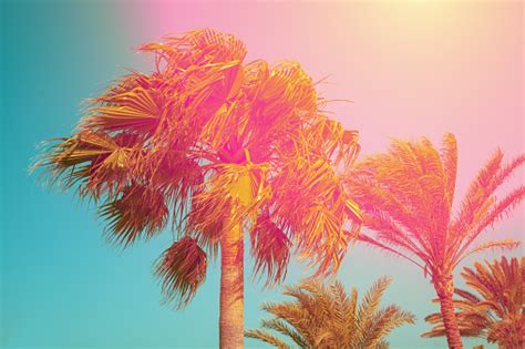 Vintage Palm Trees Against Sky At Sunset Stock Photo Download Image