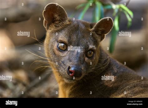 Fossa Cryptoprocta Ferox Kirindy Forest Madagascar Stock Photo Alamy