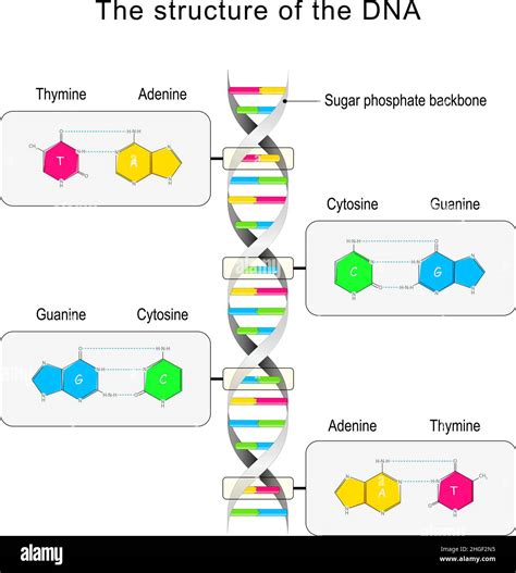 Estructura Del Adn Emparejamiento De Base Y Nucleótido Citosina Timina Guanina Adenina