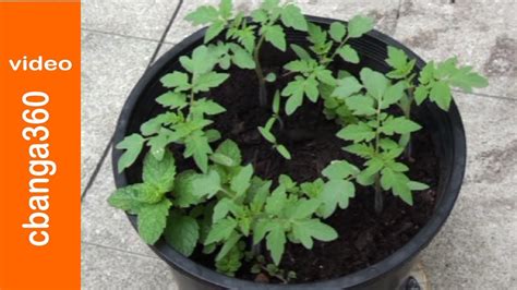 🔴 Easy Way Of Planting Cherry Tomato Seedlings On Pots Youtube