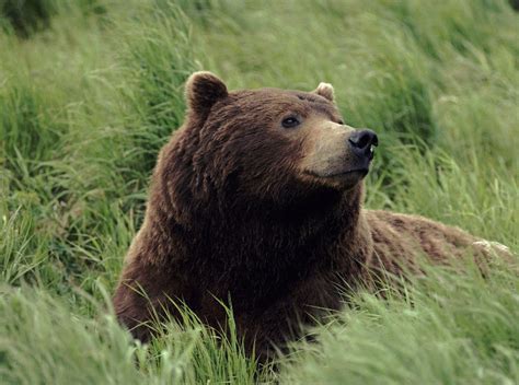 Grizzly Bear The Biggest Animals Kingdom