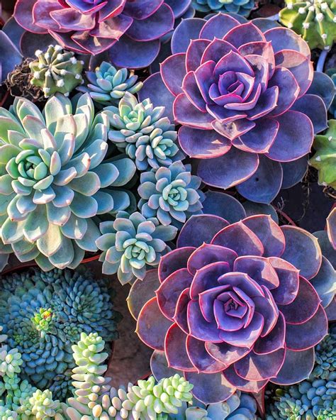 ： evergreen ， plant type: 1,144 Likes, 18 Comments - آمنة النعيمي (@amnaalnuaimii ...