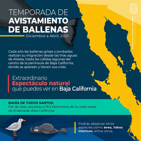 Avistamiento De Ballenas En Baja California Una Experiencia Para Los Verdaderos Viajeros