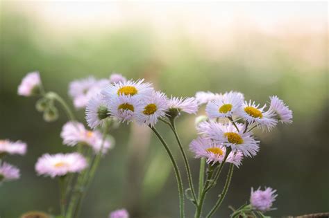11, 2001 terrorist attacks in america. photography, Macro, Depth of field, Flowers, White flowers ...