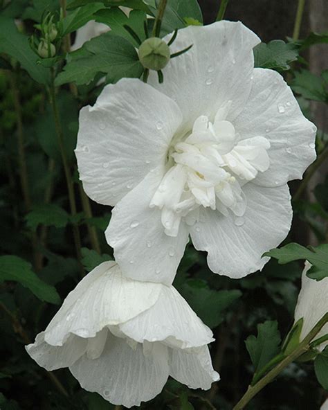 Rose Of Sharon White Chiffon Kennedys Country Gardens Garden