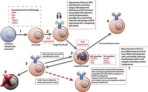 Review Abnormal B Cell Development In Systemic Lupus Erythematosus