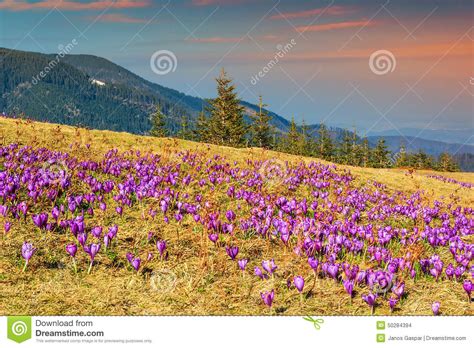 Spring Landscape And Beautiful Crocus Flowers In The Glade