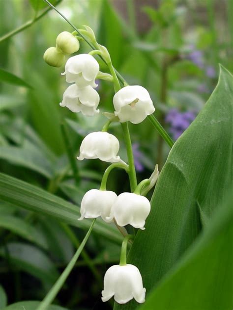 Lily Of The Valley Gardenland Usa Improve Your Environment