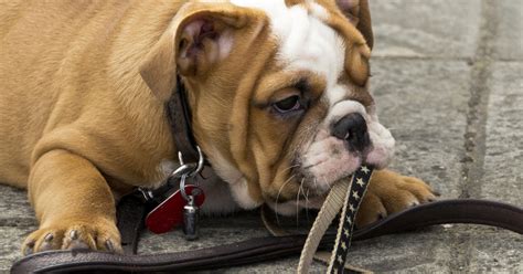 So much so, that this should be a major consideration for anyone considering the breed. Beloved dog breed, English bulldogs, may disappear due to ...